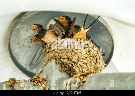 Le rondini si annidano. Famiglia di uccelli al nido, in attesa di cibo Foto Stock