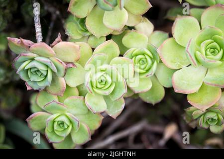 Struttura fogliare di Aeonium Kiwi o Aeonium haworthii. Sfondo naturale. Primo piano per inserire il testo Foto Stock