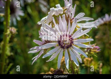 Berkheya purpurea è un membro perenne della sottofamiglia (Arctotideae) della famiglia Asteraceae di piante da fiore. Foto Stock