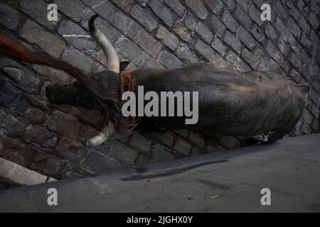 Pamplona, Spagna. 11th luglio 2022. Quinta corsa di toro dei festeggiamenti di San Fermin a Pamplona, 11 luglio 2022. Quinto Encierro de las fiestas de San Fermin en Pamplona, 11 de Julio de 2022. 900/Cordon Press Credit: CORDON PRESS/Alamy Live News Foto Stock