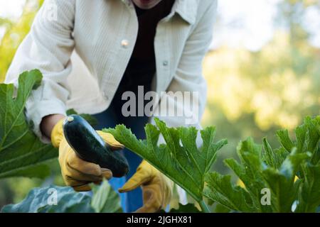 Giovane donna irriconoscibile che raccoglie verdure di zucchine da una piantagione di giardino biologico Foto Stock