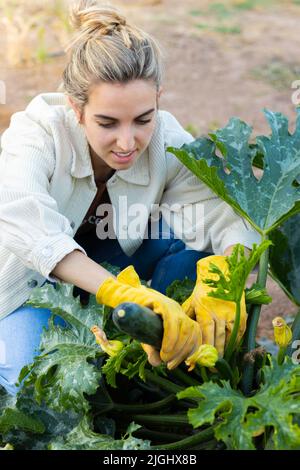 Giovane donna giardiniere che prende zucchine fresche dalla pianta con i guanti sopra Foto Stock