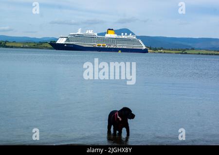 Bantry West Cork Irlanda, lunedì 11 luglio 2022; la nave da crociera Spirit of Adventure è arrivata a Bantry Bay questa mattina. La nave britannica, che trasportava 750 passeggeri, è ormeggiata alle 7,30am dove i passeggeri sono sbarcati e hanno fatto gite di un giorno a Mizen, alla penisola di Beara e a Killarney, nonché a Bantry Town. Questa è la seconda visita dell'ultima settimana successiva all'arrivo di Sirena giovedì scorso, e la seconda visita dello Spirito di Avventura, giunta il 18th maggio. Ella, un labrador Retriever che gode di una pagaia con il rivestimento del passeggero sullo sfondo. Credit; ed/Alamy Live News Foto Stock