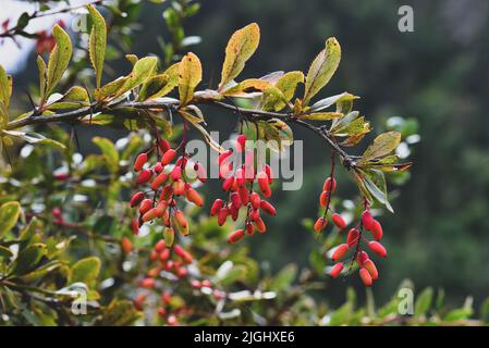 Bacche di mirtillo mature su un albero Foto Stock