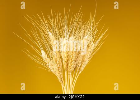 bouquet di spikelets di grano su sfondo giallo Foto Stock