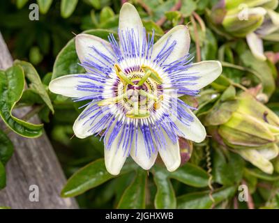 Primo piano di una fioritura di fiori di passione, Passiflora caerulea Foto Stock