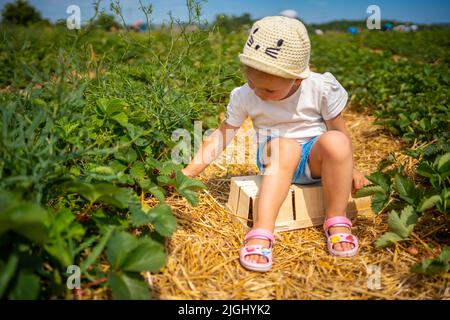 Felice bambina piccola raccolta e mangiare fragole in azienda agricola biologica di bacche in Repubblica Ceca Foto Stock