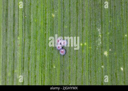 Uova di Turnip moth - Agrotis segetum - Owlet moth - Noctuidae su foglia di mais. I bruchi di questo insetto sono pesti di raccolti vari. Foto Stock