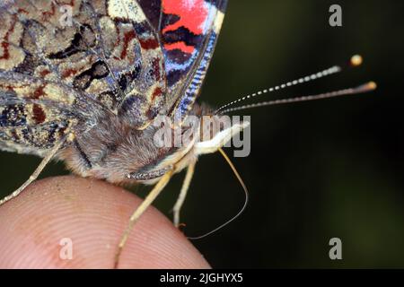 Ammiraglio rosso (Vanessa atalanta, Pyrameis atalanta) ingrandimento estremo - testa di farfalla e ventosa, ritratto. Foto Stock