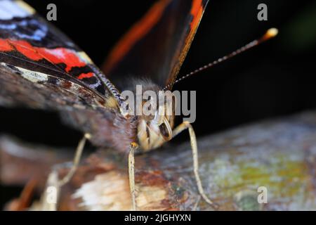 Ammiraglio rosso (Vanessa atalanta, Pyrameis atalanta) ingrandimento estremo - testa di farfalla, ritratto. Foto Stock