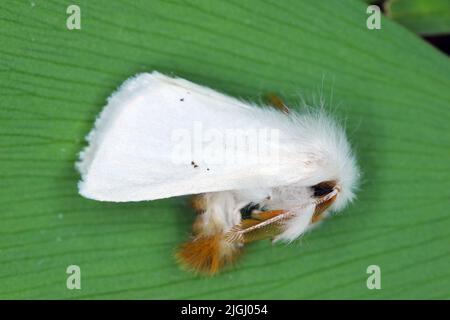 Falce bruna, coda bruna (Euproctis chrysorrhoea). Foto Stock