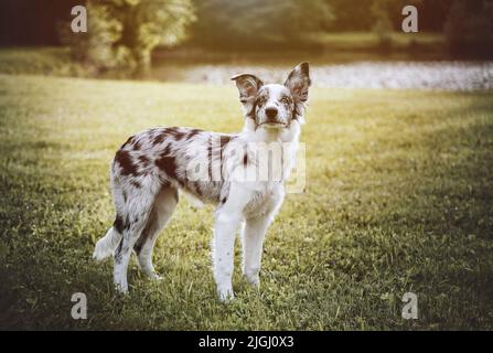 Un colpo di un cane Collie di confine in campo in una giornata di sole Foto Stock
