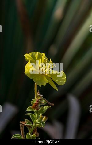 Fiore giallo di Oenotha drummondii primo piano su sfondo sfocato Foto Stock