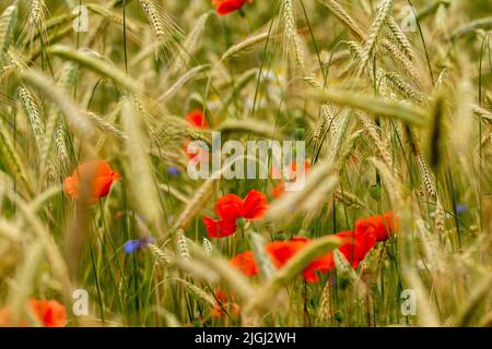 Papaveri e cornflowers tra le lame di grano maturo in una calda giornata estiva. Foto Stock