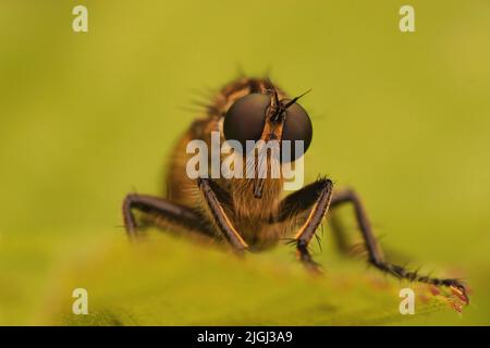 Fuoco selettivo , primo piano frontale su un arioso Robberfly con le tovagliate d'oro, Eutolmus rufibarbis seduto su una foglia verde Foto Stock