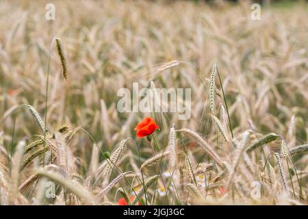 Papaveri e cornflowers tra le lame di grano maturo in una calda giornata estiva. Foto Stock