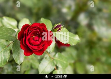 Fiore di rosa rosso su un cespuglio fiorito in un giardino di rose su uno sfondo sfocato di cespugli e foglie. Inserire un'iscrizione per una. Spazio copia Foto Stock