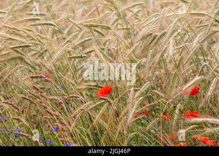 Papaveri e cornflowers tra le lame di grano maturo in una calda giornata estiva. Foto Stock