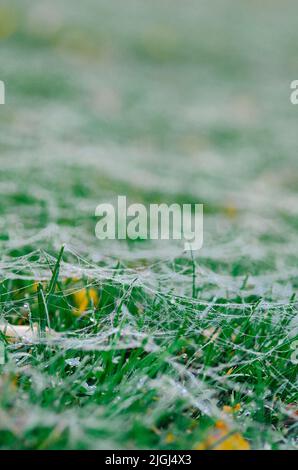 Un primo colpo verticale di seta ragno sull'erba Foto Stock
