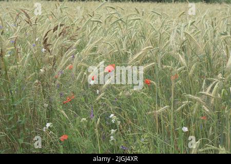 Papaveri e cornflowers tra le lame di grano maturo in una calda giornata estiva. Foto Stock