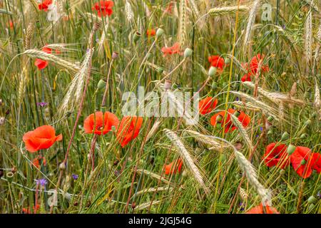 Papaveri e cornflowers tra le lame di grano maturo in una calda giornata estiva. Foto Stock