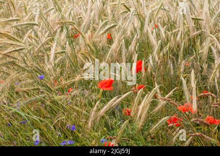 Papaveri e cornflowers tra le lame di grano maturo in una calda giornata estiva. Foto Stock