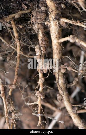 Noduli per la fissazione dell'azoto sulle radici della pianta della lupino (Lupinus spp.), efficaci nella fissazione del nitogeno gassoso con batteri simbiotici del rizobio. Foto Stock