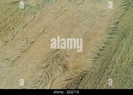 Vista aerea, campo di grano appiattito dalla pioggia Foto Stock