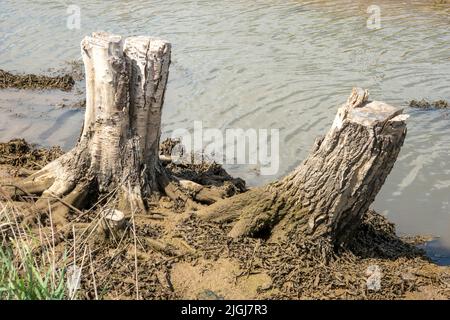 L'albero morto inciampi su una palude di acqua dolce ora sostituita da acqua di mare Foto Stock