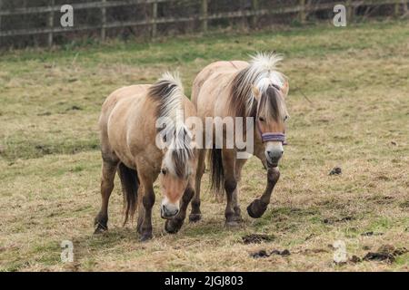 Un paio di cavalli Fjord norvegesi in un campo da pascolo nello Yorkshire, Inghilterra. Foto Stock