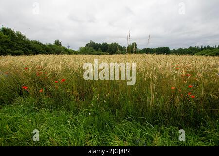 Papaveri e cornflowers tra le lame di mais maturo in una calda giornata estiva, sullo sfondo una foresta all'orizzonte. Foto Stock