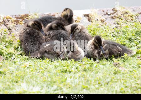 Pulcini di anatra di mallardo che dormono al bordo delle acque. Foto Stock