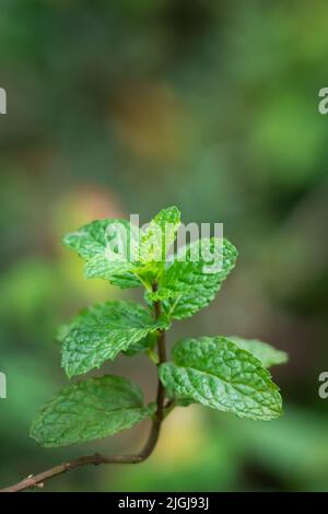 fogliame di menta pianta, verde fresco popolare fragrante erbe aromatiche isolate, preso in profondità poco profonda di campo, sfondo sfocato con spazio per il testo Foto Stock