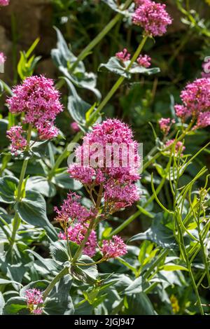 Rosso fiori di valeriana Foto Stock