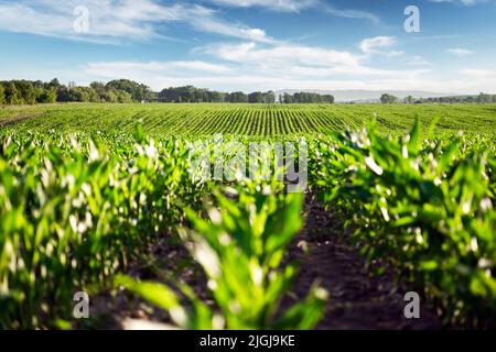 File di mais verde dei campi agricoli di Ucraina. Cielo blu sullo sfondo. Paesaggio rurale agulturale Foto Stock