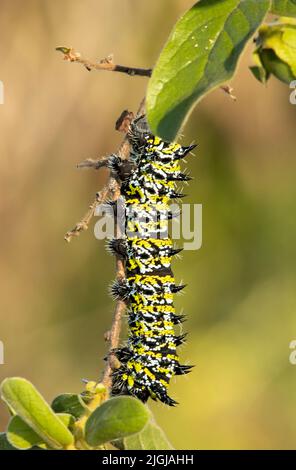 I colorati pilastri della brucia del mopano imperatore Moth può sciagolarsi in numeri enormi quando le condizioni sono giuste. Possono defoliare gli alberi e sono commestibili Foto Stock