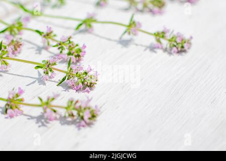 Erbe in fiore rosa su sfondo bianco, copyspace Foto Stock