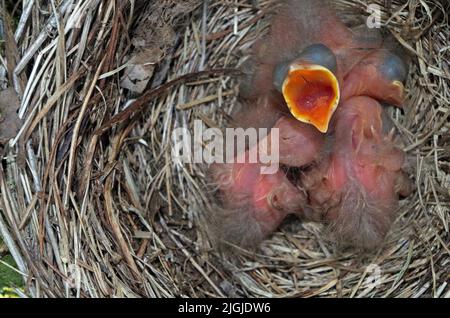 Giovani Uccelli nel loro nido. Foto Stock