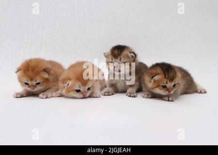 Gattini longhair britannici su sfondo bianco con foglie verdi. Highlander di chinchilla dorata. Carino gattino soffice . Gli animali domestici sono a casa propria. Vista dall'alto sul Web Foto Stock