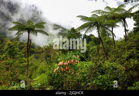 Giamaica, Blue Mountains, a nord di Kingston.Tropical Forest con fioritura Brugmansia, che è un genere di sette specie di piante fiorite nella fam Foto Stock