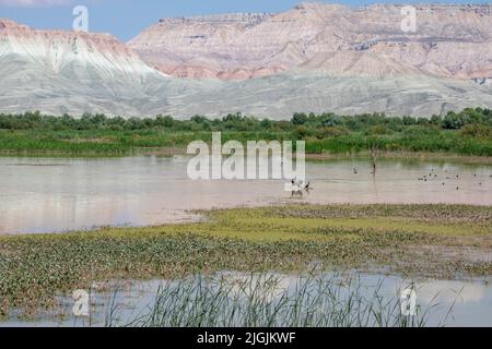 Nallihan Bird Sanctuary nel distretto di Ankara della Turchia. (Nallıhan Kuş Cenneti in turco) Foto Stock