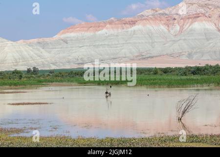 Nallihan Bird Sanctuary nel distretto di Ankara della Turchia. (Nallıhan Kuş Cenneti in turco) Foto Stock