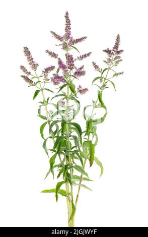 menta di cavallo d'argento con fiori, isolato su sfondo bianco. Mennha longifolia. Medicina di erbe. Tracciato di ritaglio Foto Stock