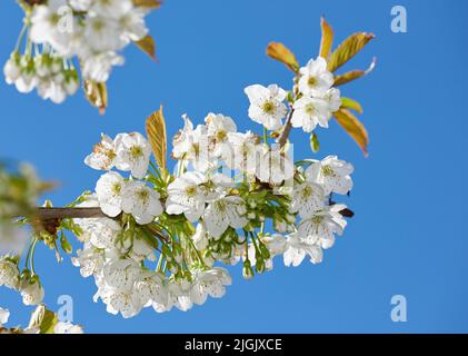 Mirabella in fiore in primavera. Primo piano di fiori bianchi sul ramo contro il cielo blu in una giornata di sole. Mirabelle in fiore (Prunus domestica L Foto Stock