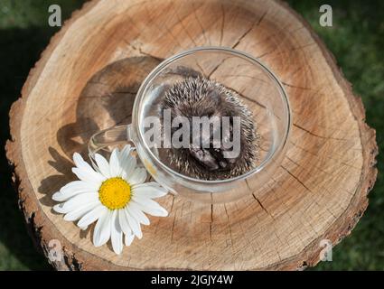 il piccolo riccio era steso arricciato in una tazza di vetro, in piedi su un moncone di legno, accanto ad un fiore di camomilla. Luminoso caldo giorno d'estate soleggiato. Fare attenzione a fragile Foto Stock