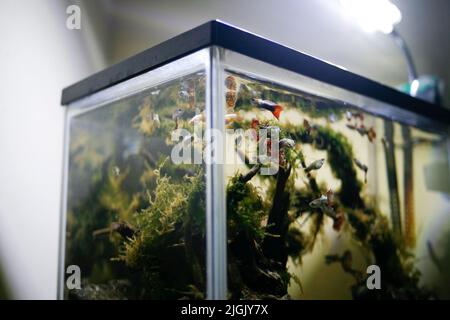 Piccoli pesci in acquario Foto Stock