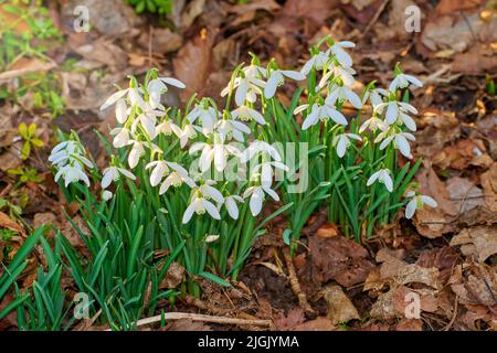 Galanthus nivalis è stato descritto dal botanico svedese Carl Linnaeus nella sua specie Plantarum nel 1753, e dato l'epiteto specifico nivalis Foto Stock