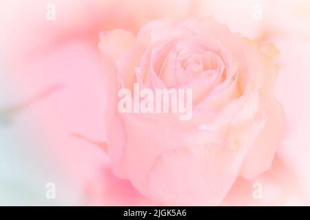 Primo piano del bouquet di rose rosa su sfondo rosa chiaro. Filtro morbido. Foto Stock