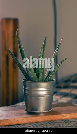 bella pianta verde vivace aloe vera in metallo fiore pentola con sfondo grazioso Foto Stock