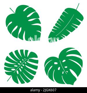 Collezione vettoriale di foglie tropicali su sfondo bianco Illustrazione Vettoriale